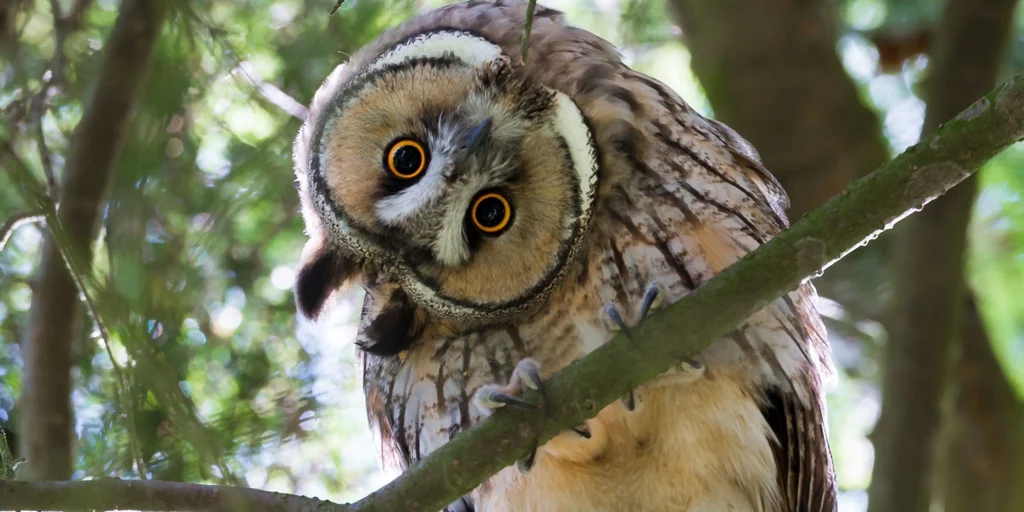 Существуют ли подшипники в живых организмах? Пять неожиданных примеров